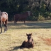Chevaux1