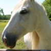 chevaux3jpg