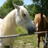 chevaux4