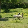 chevres