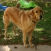 guapa